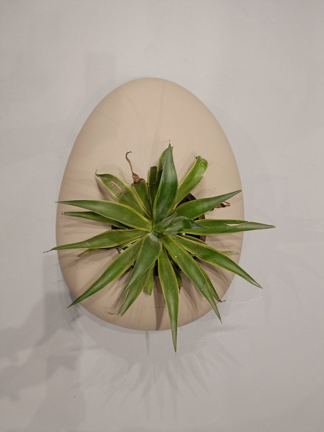 Artisan's Haven Oval Planter - Decor - Bareeki