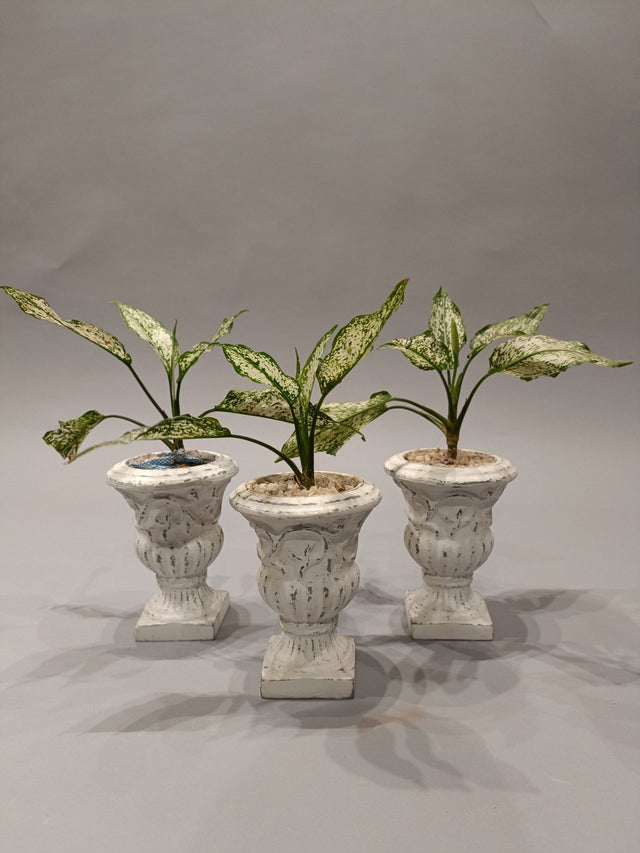 Ivory Lush All - Weather Plant Collection - Planter - Bareeki