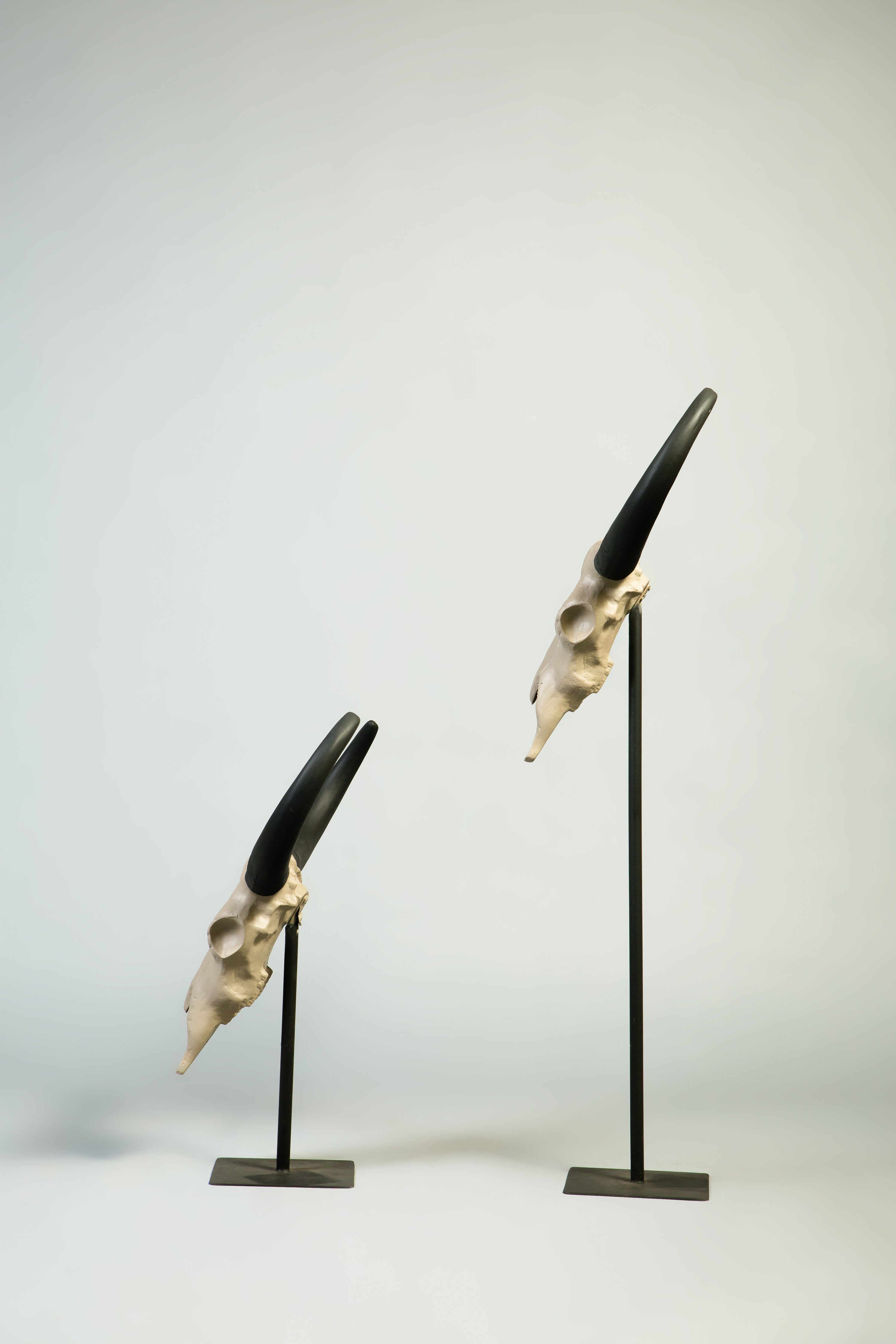 Longhorn Buffalo Skull Sculptures