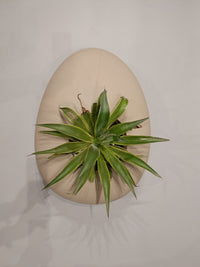 Artisan's Haven Oval Planter - Decor - Bareeki