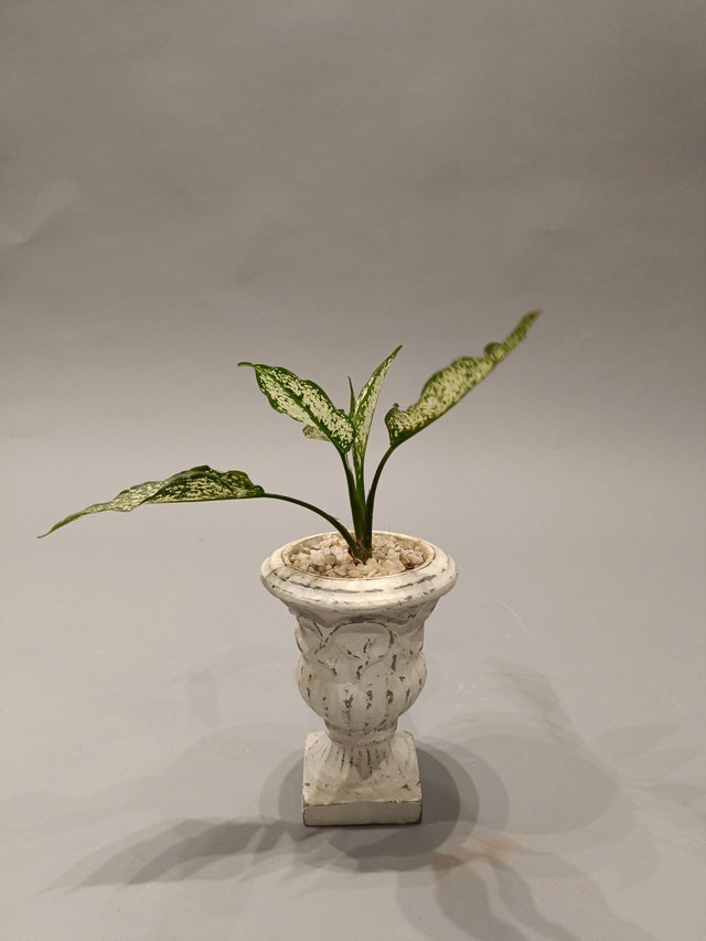 Ivory Lush All - Weather Plant Collection - Planter - Bareeki