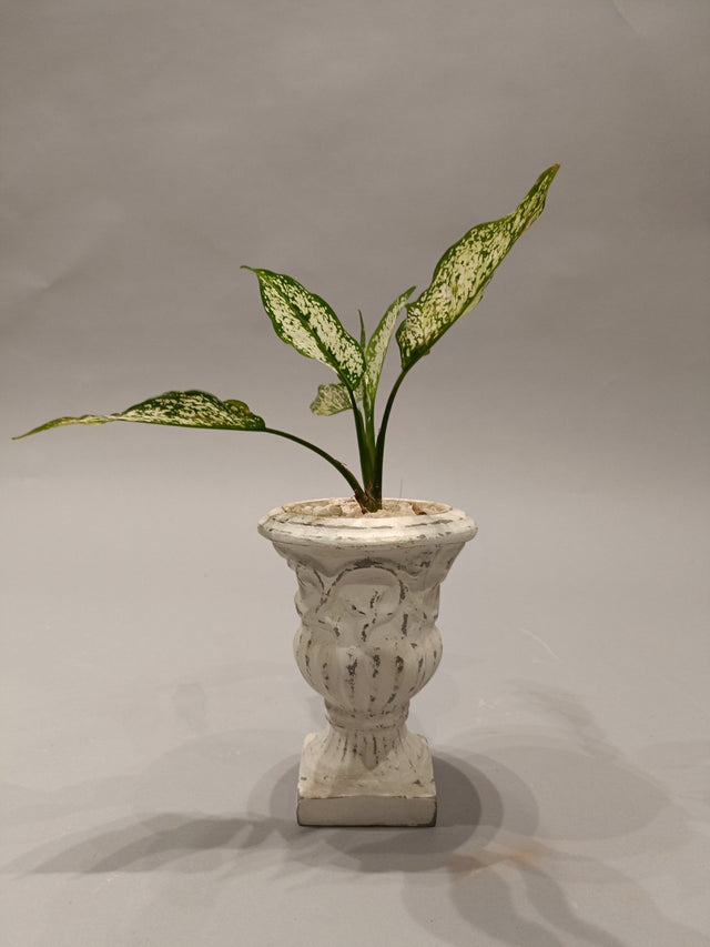 Ivory Lush All - Weather Plant Collection - Planter - Bareeki