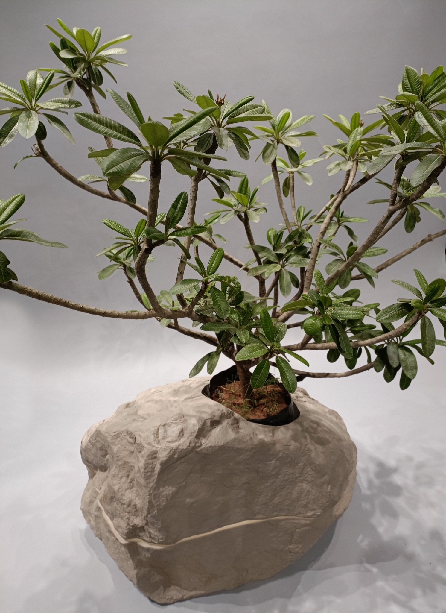 Terra Planter with LED