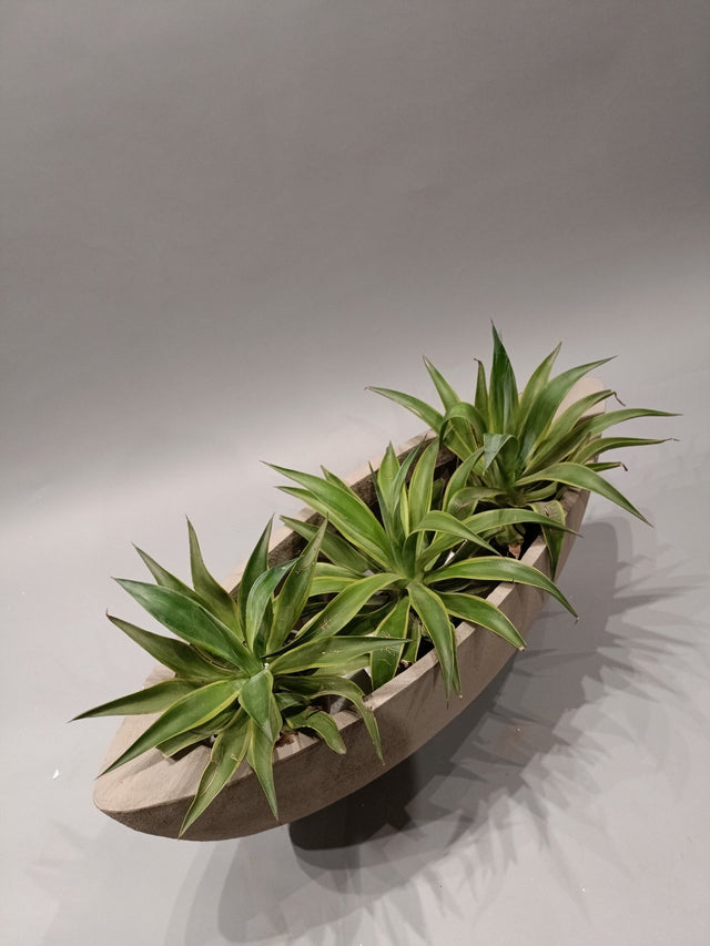 WaveCraft Boat Planter - Planter - Bareeki